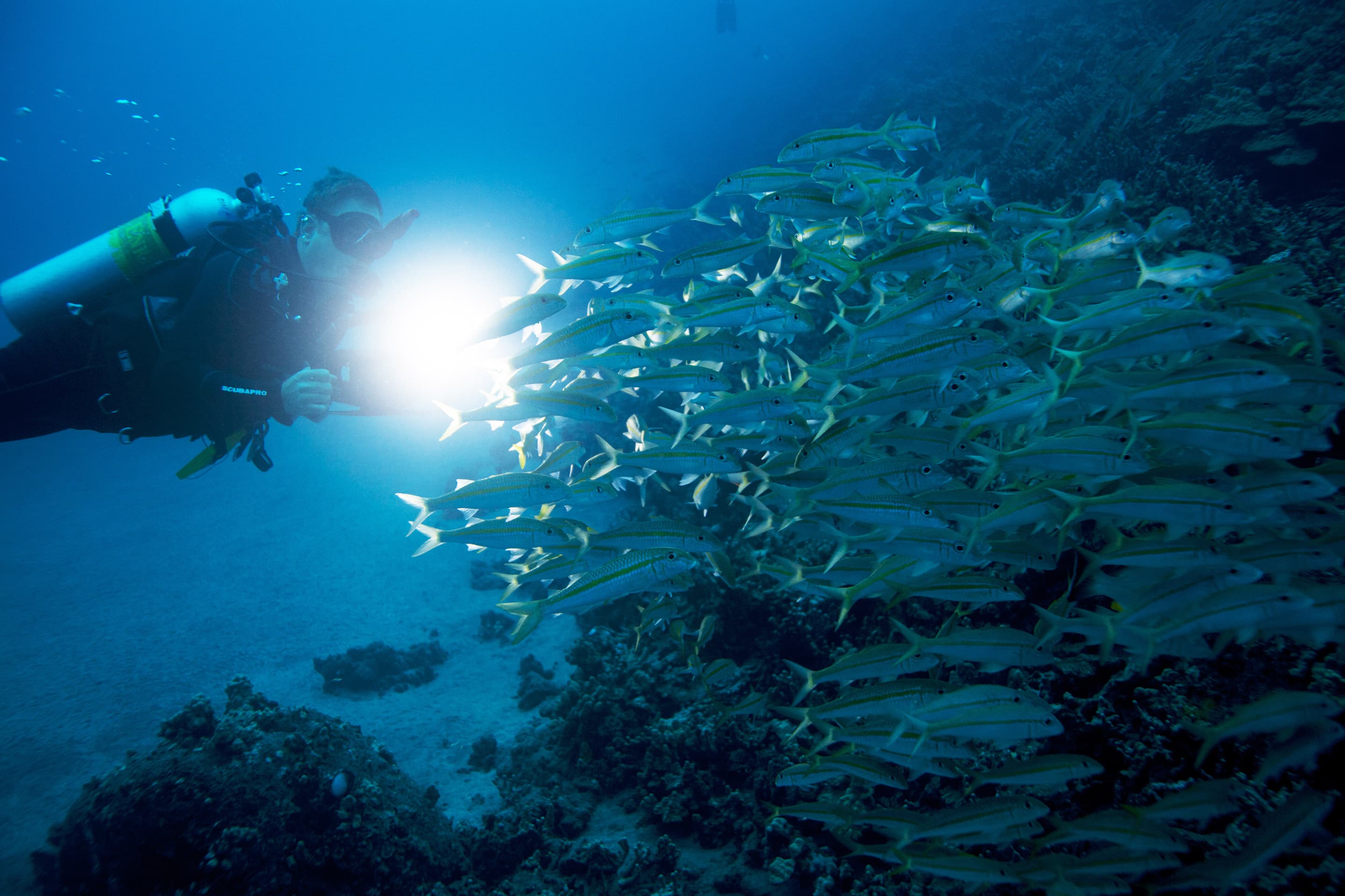Divers entering water for a night boat dive