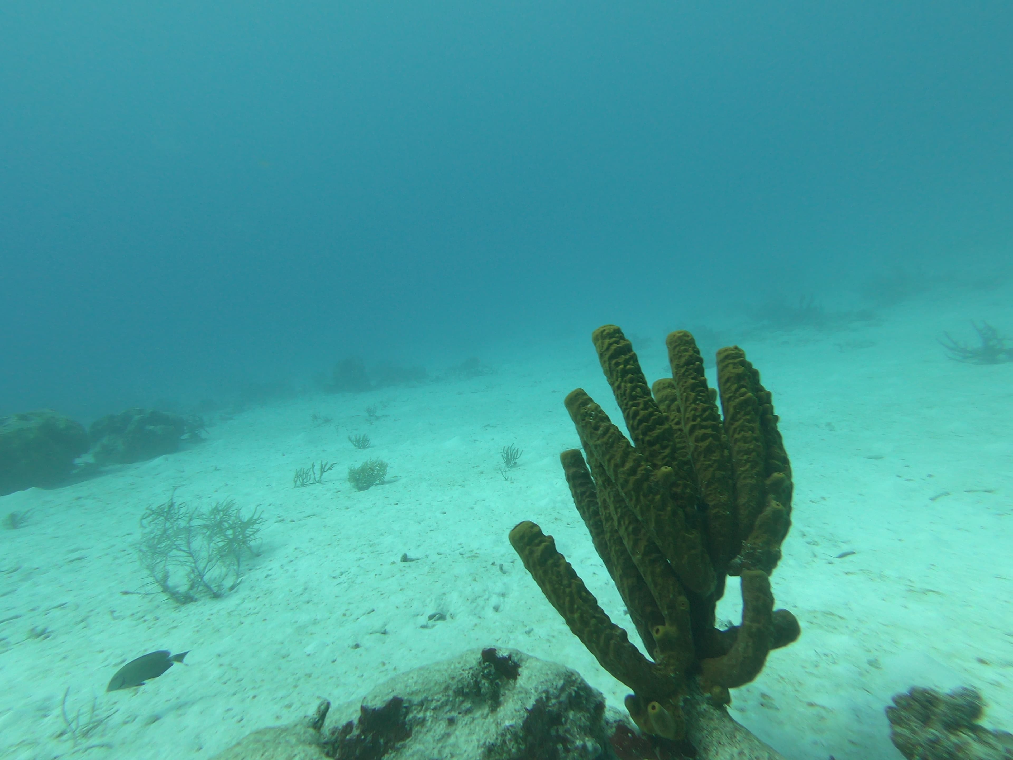 coral