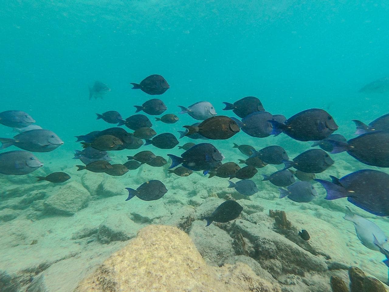 School of blue tang over the reef