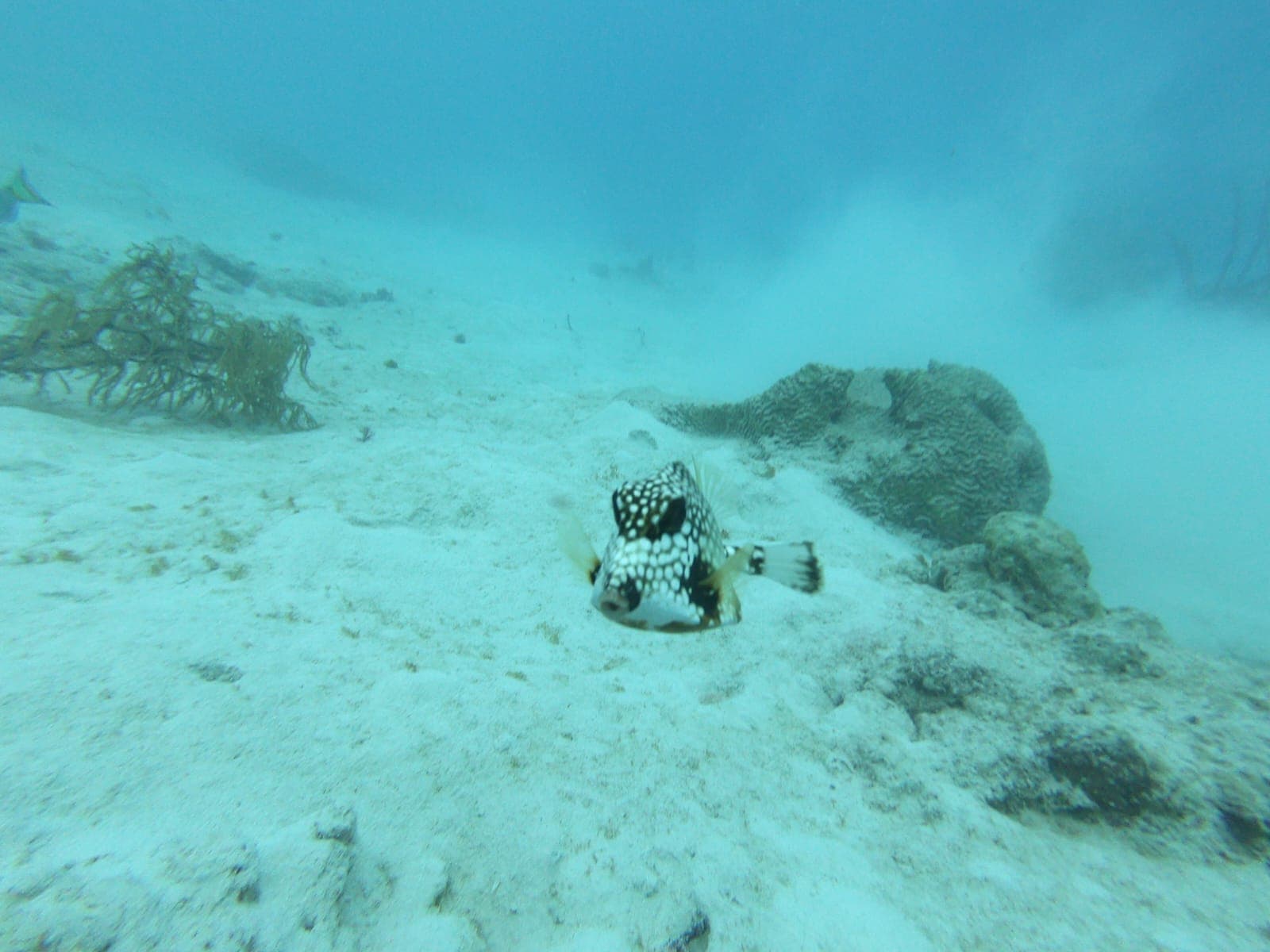 Spotted trunkfish resting on the sand