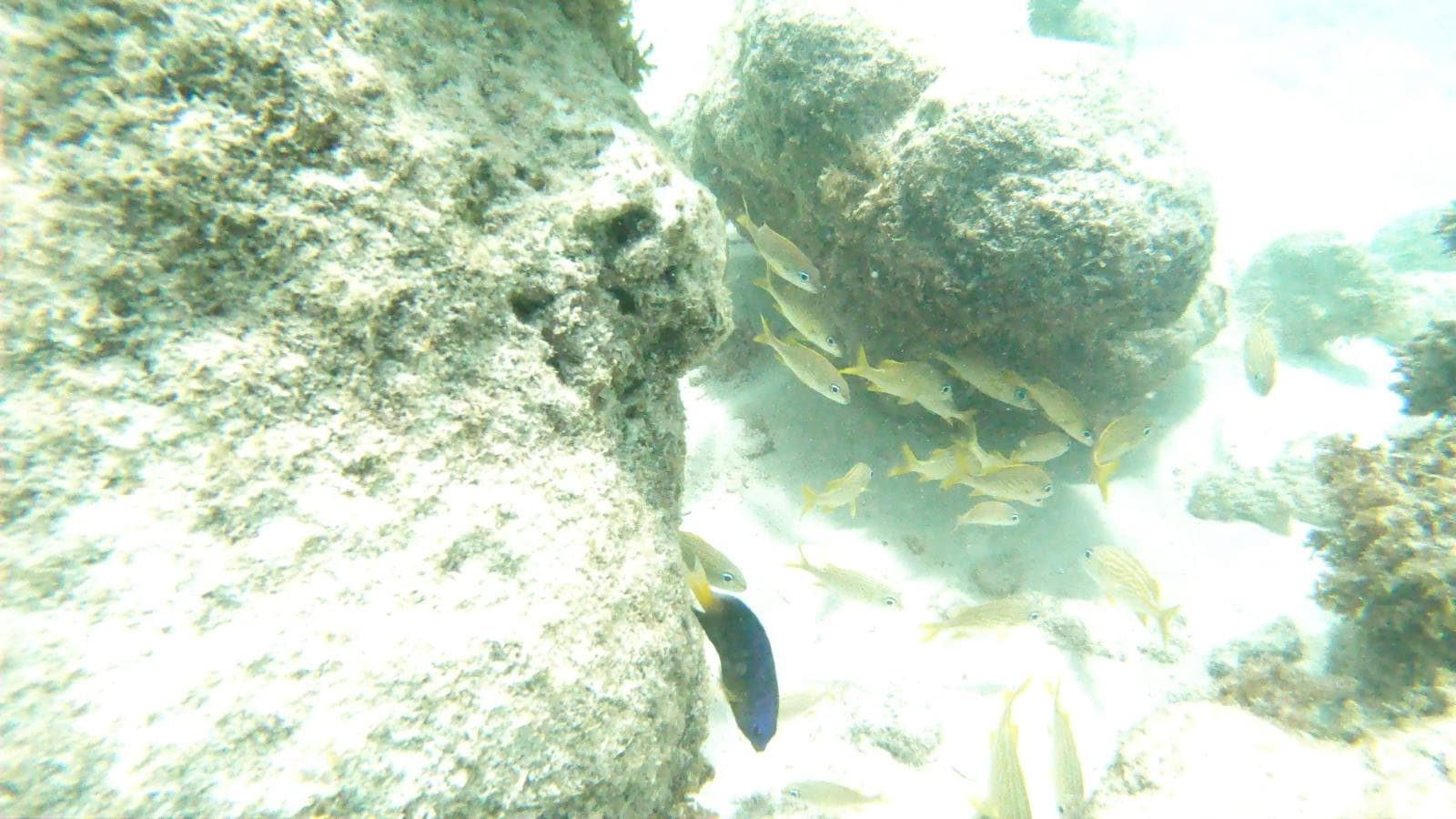 School of fish