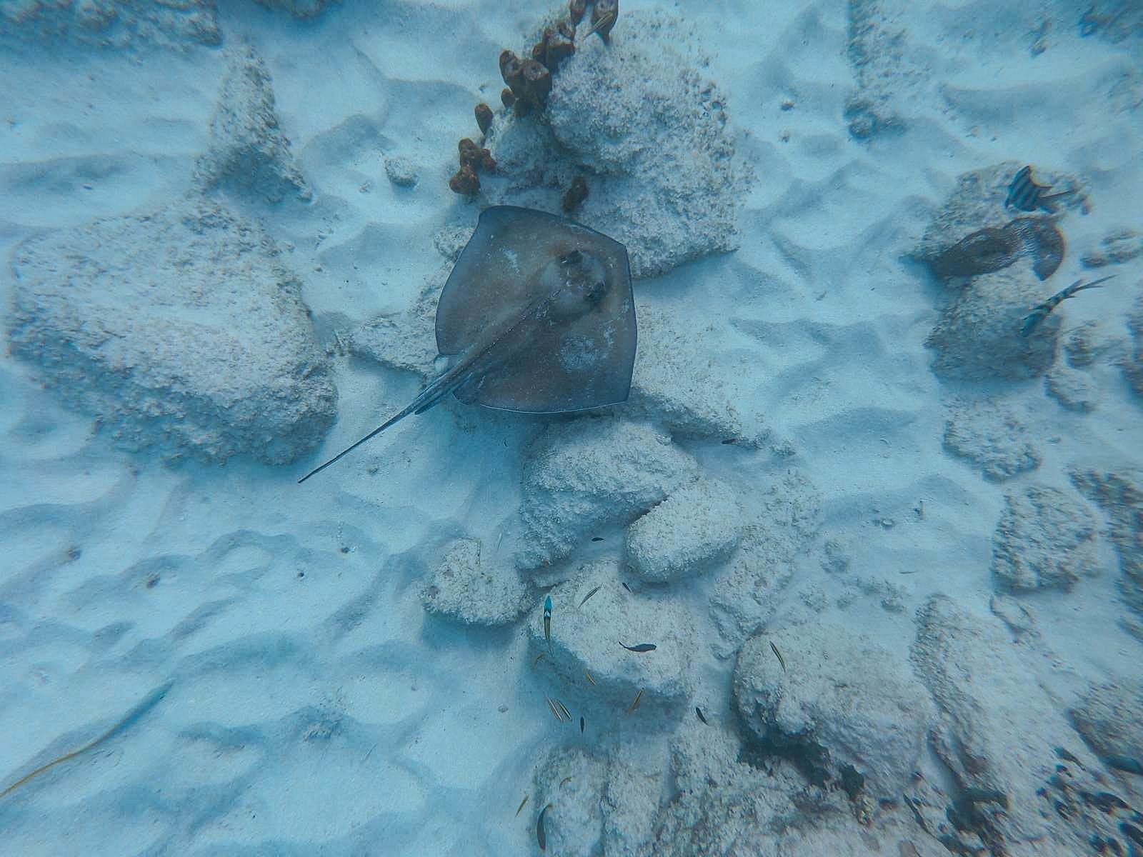 Stingray resting on the sandy sea floor