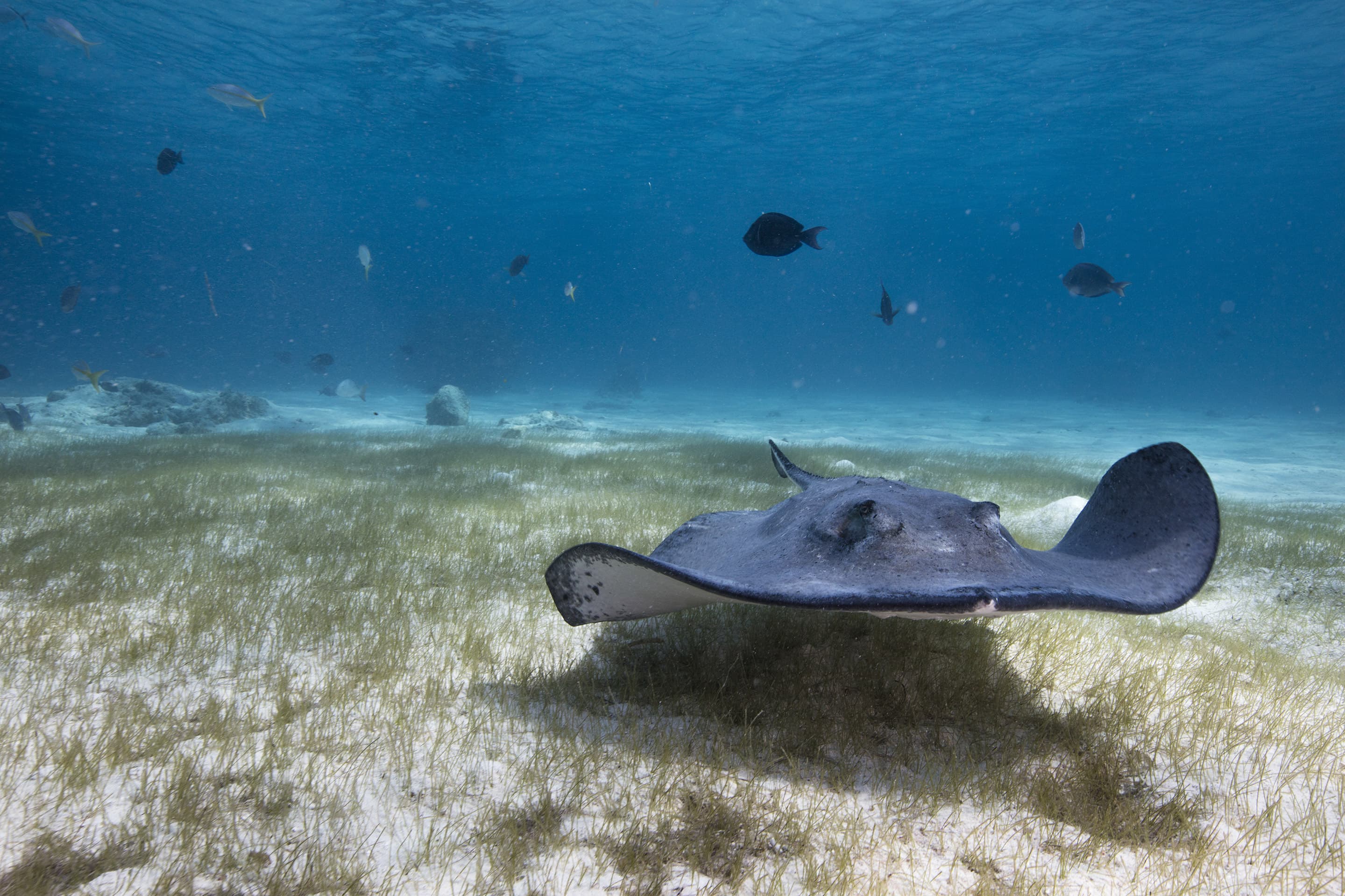 Stingray gliding over a shallow reef in Aruba